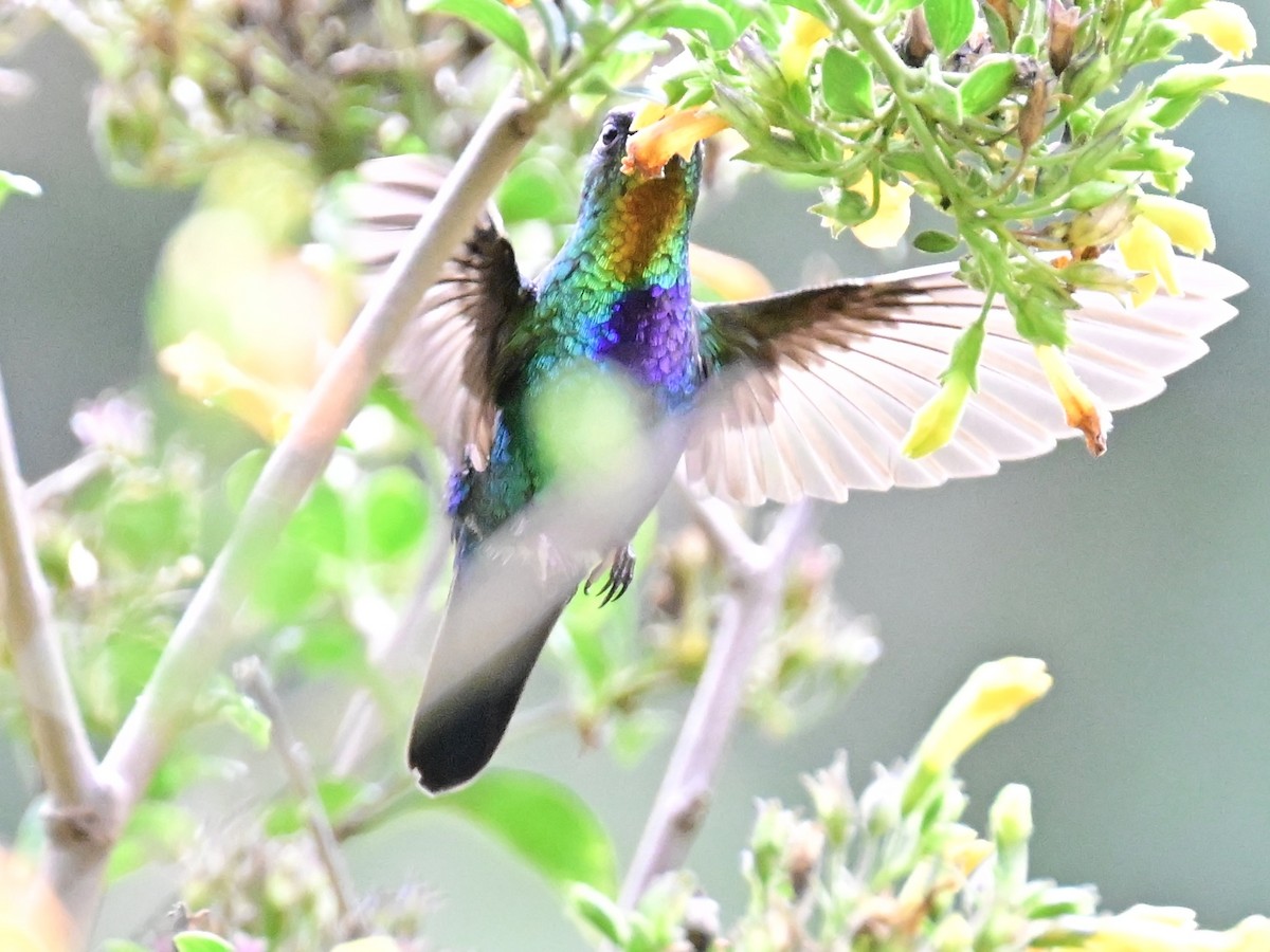 Fiery-throated Hummingbird - Vivian Fung