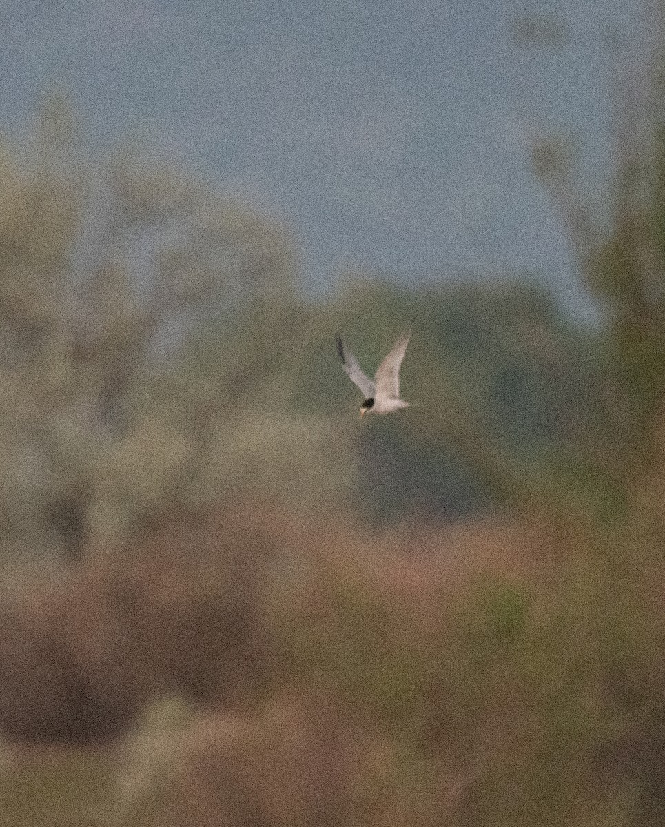 Least Tern - ML619329076