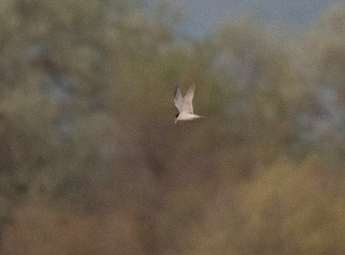 Least Tern - ML619329079