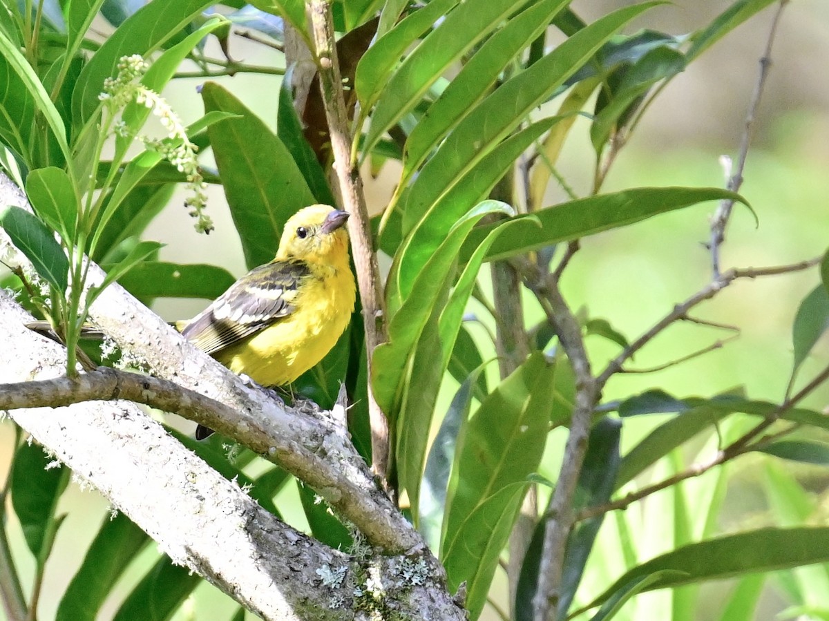 Flame-colored Tanager - Vivian Fung