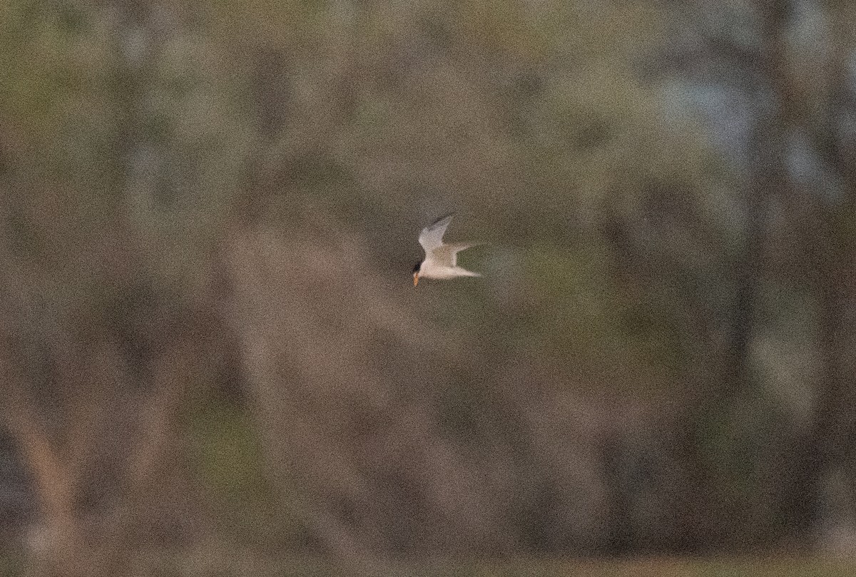 Least Tern - ML619329083