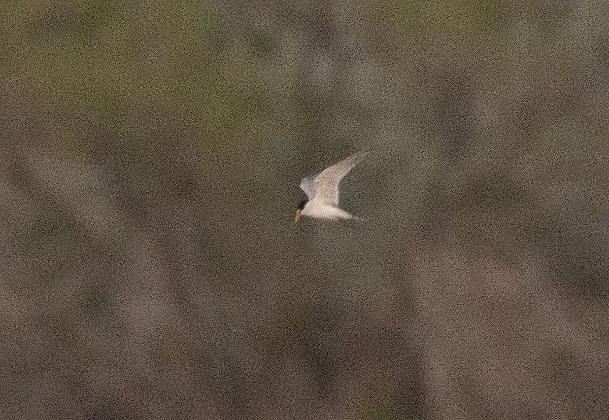 Least Tern - ML619329093