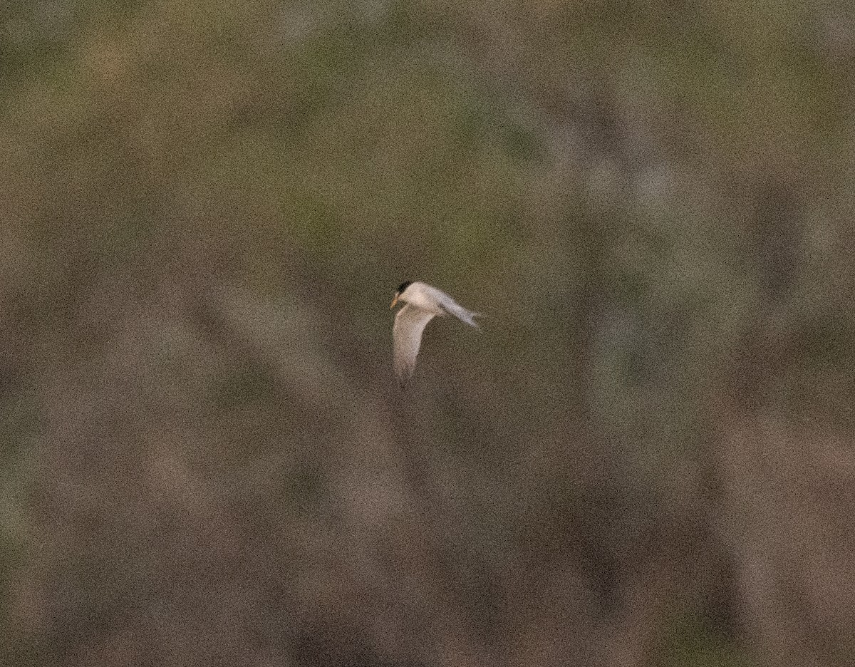 Least Tern - ML619329095