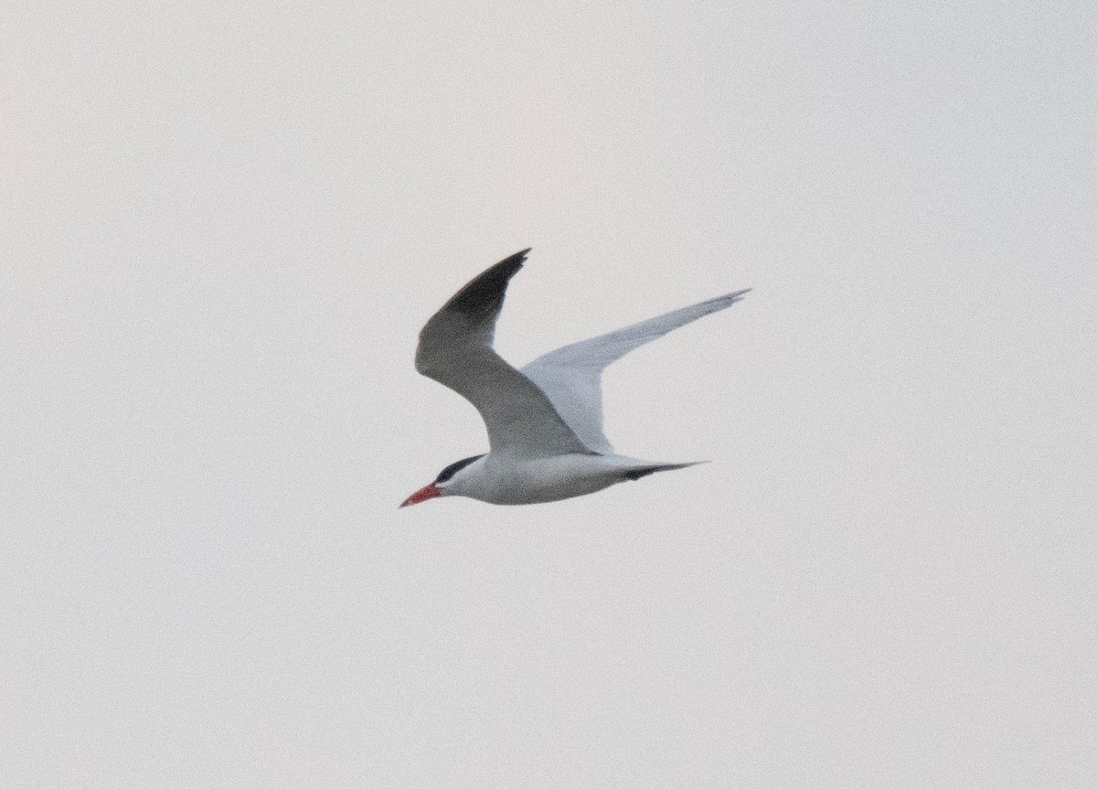 Caspian Tern - ML619329099