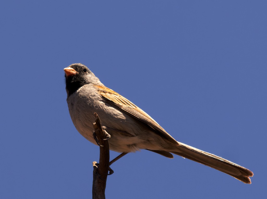 Black-chinned Sparrow - manuel grosselet