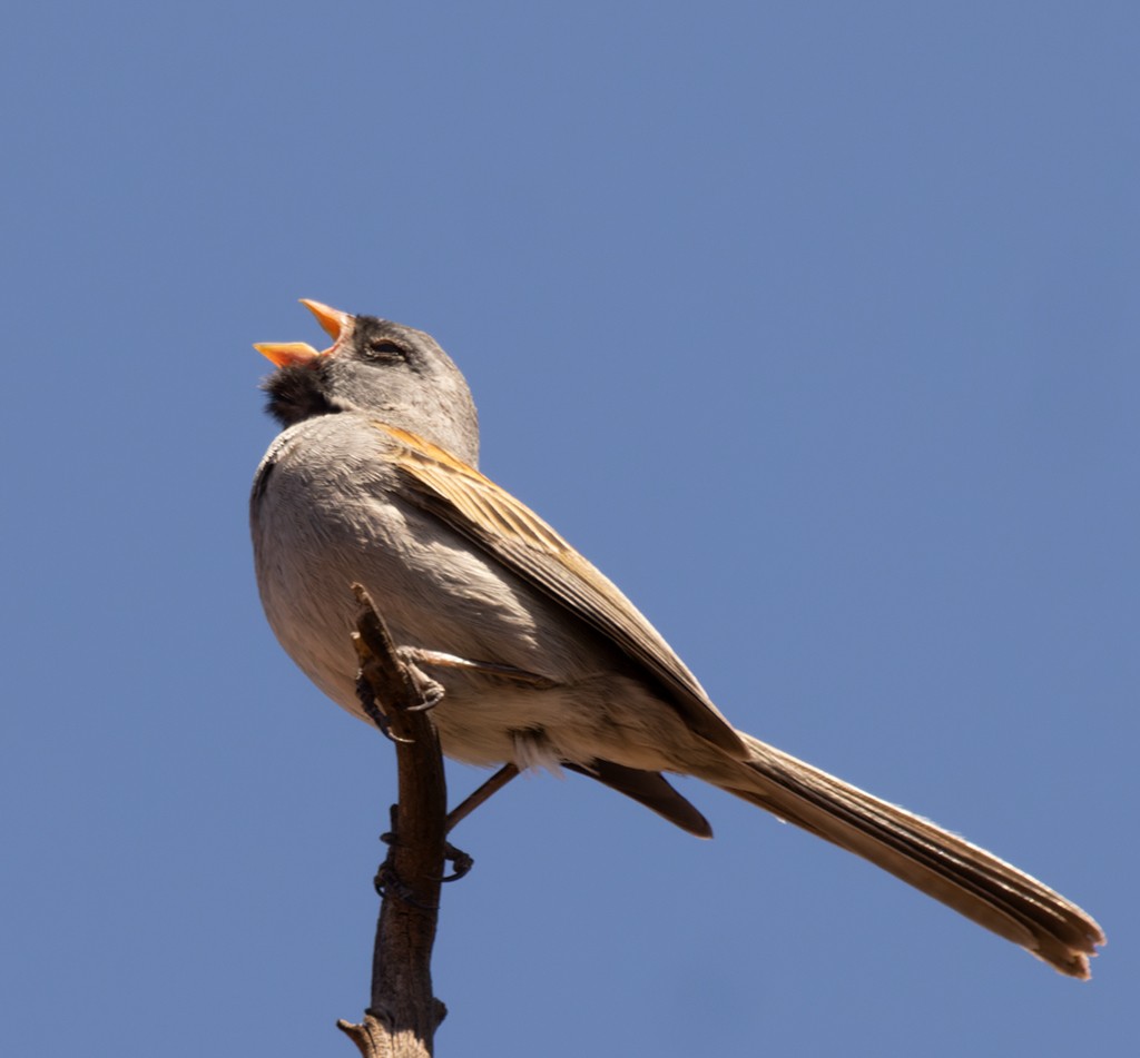 Black-chinned Sparrow - manuel grosselet