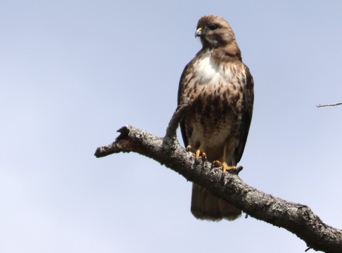 Red-tailed Hawk - Walter Thorne