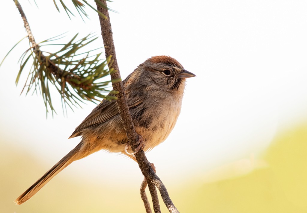 Rufous-crowned Sparrow - manuel grosselet