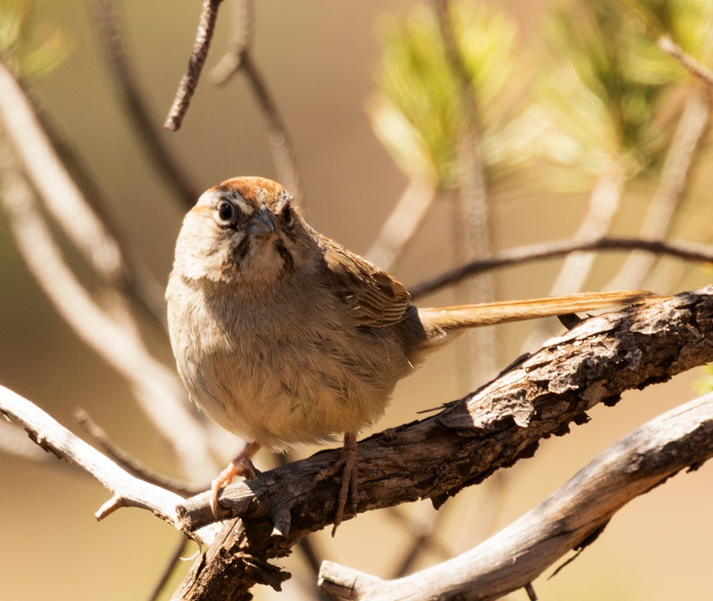 Rufous-crowned Sparrow - manuel grosselet