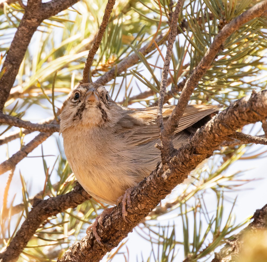 Rufous-crowned Sparrow - manuel grosselet