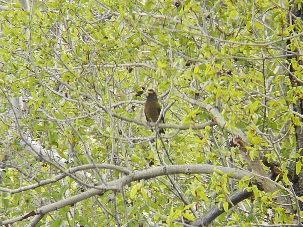 Evening Grosbeak - Carly Crow