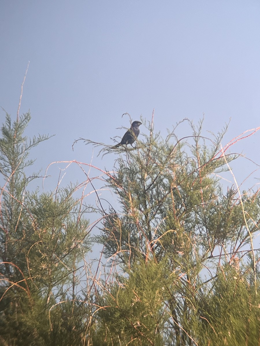 Blue Grosbeak - Adriana Jacobi 🦜