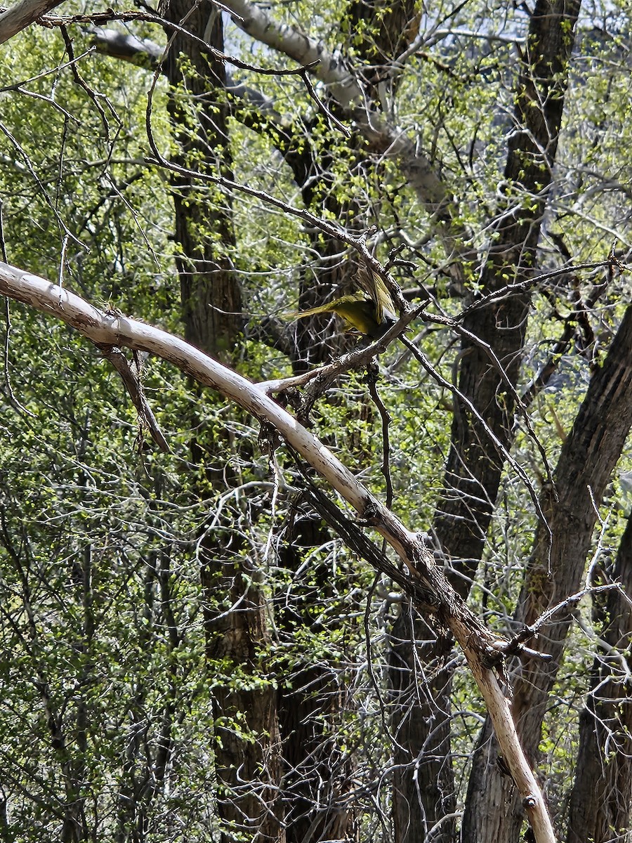 MacGillivray's Warbler - Carly Crow