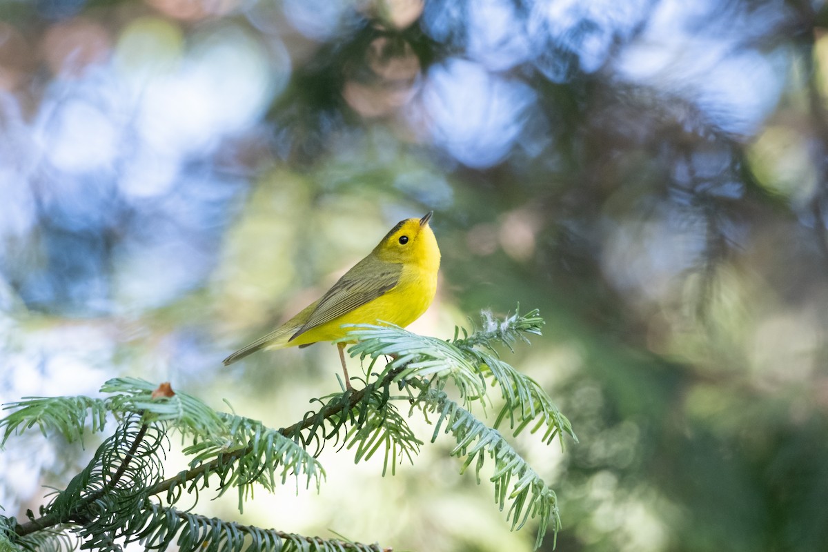 Wilson's Warbler - Alex Leeder