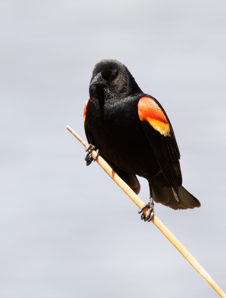 Red-winged Blackbird - manuel grosselet