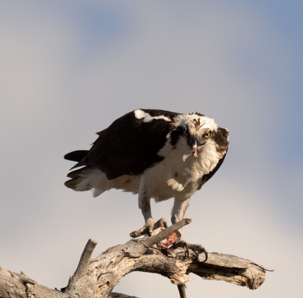 Osprey (carolinensis) - manuel grosselet
