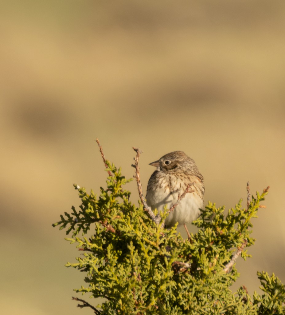Vesper Sparrow - manuel grosselet