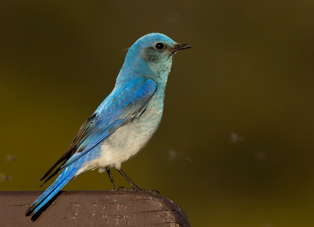 Mountain Bluebird - manuel grosselet