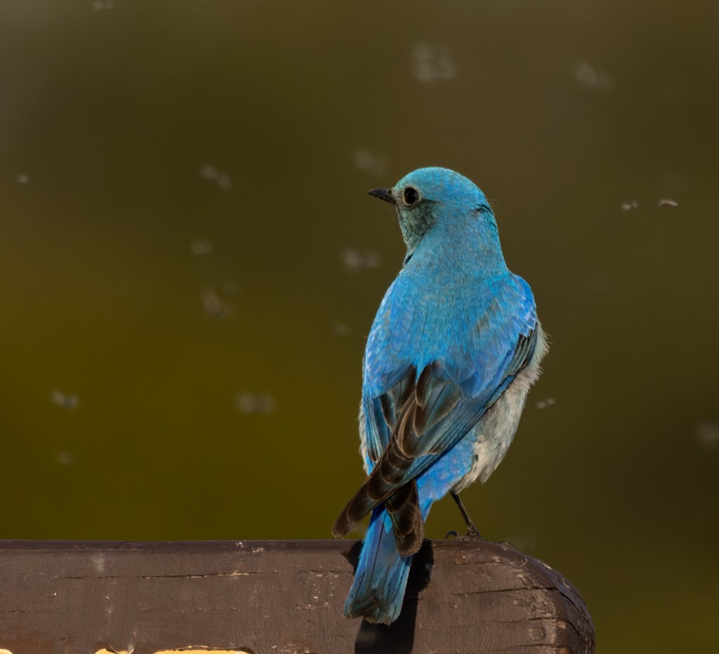 Mountain Bluebird - manuel grosselet