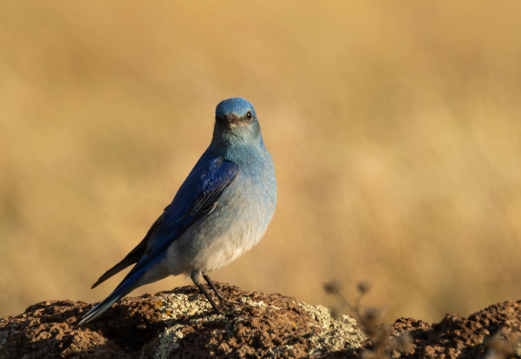 Mountain Bluebird - manuel grosselet