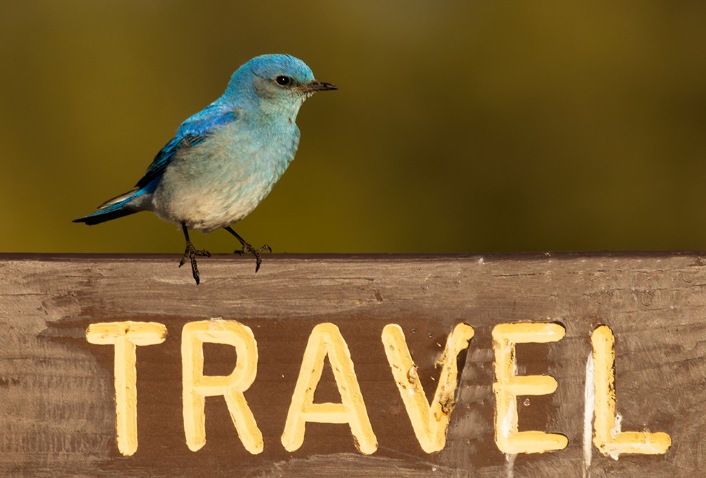 Mountain Bluebird - manuel grosselet