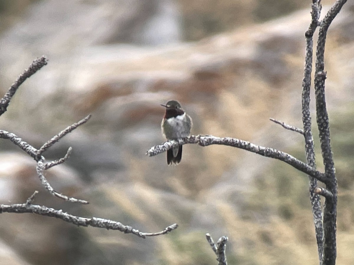 Broad-tailed Hummingbird - Chris Howard