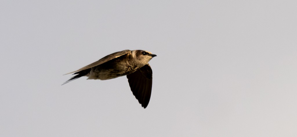 Purple Martin - ML619329214