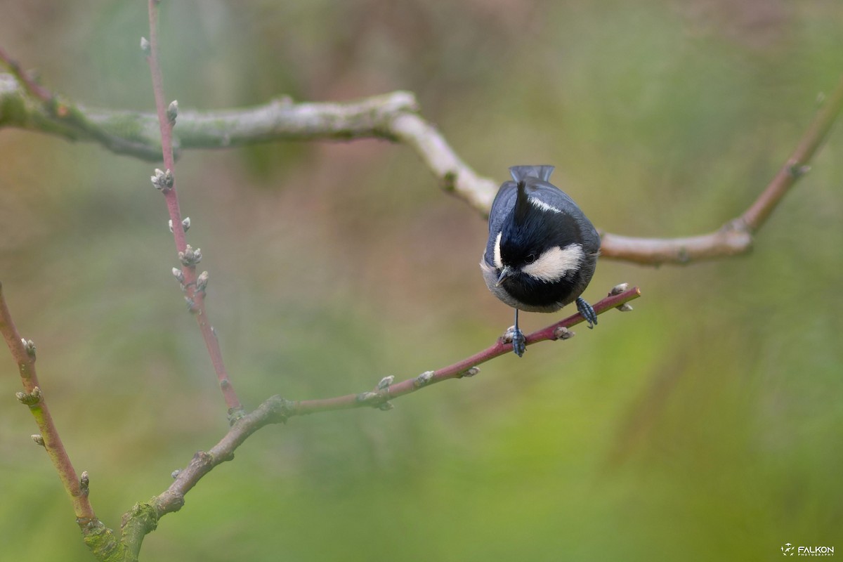 Rufous-vented Tit - 团 子