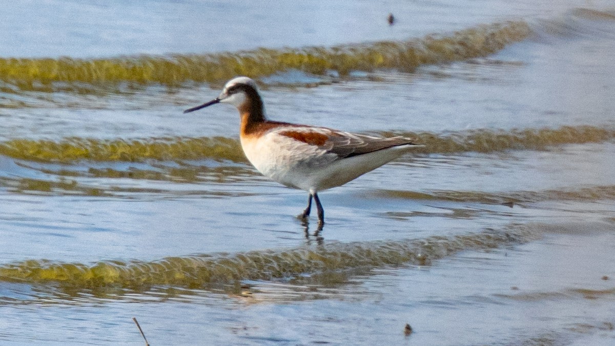 Wilson's Phalarope - Robert & Susan Codd