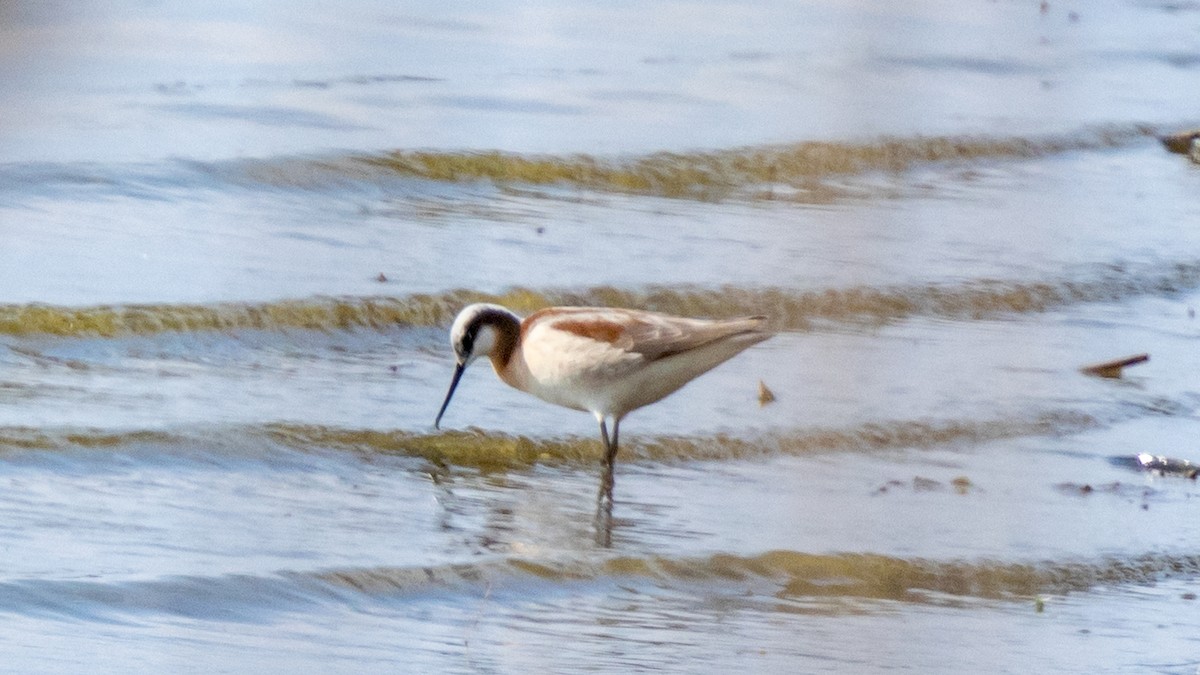 Wilson's Phalarope - Robert & Susan Codd