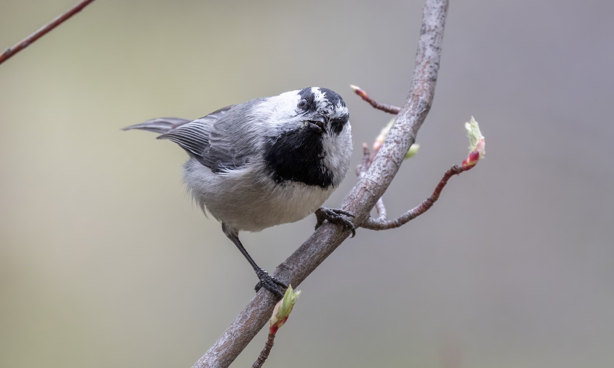 Mountain Chickadee (Rocky Mts.) - ML619329236