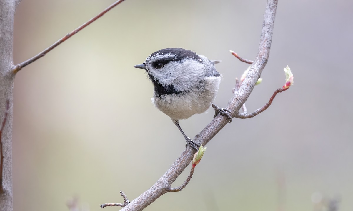 Mountain Chickadee (Rocky Mts.) - Paul Fenwick