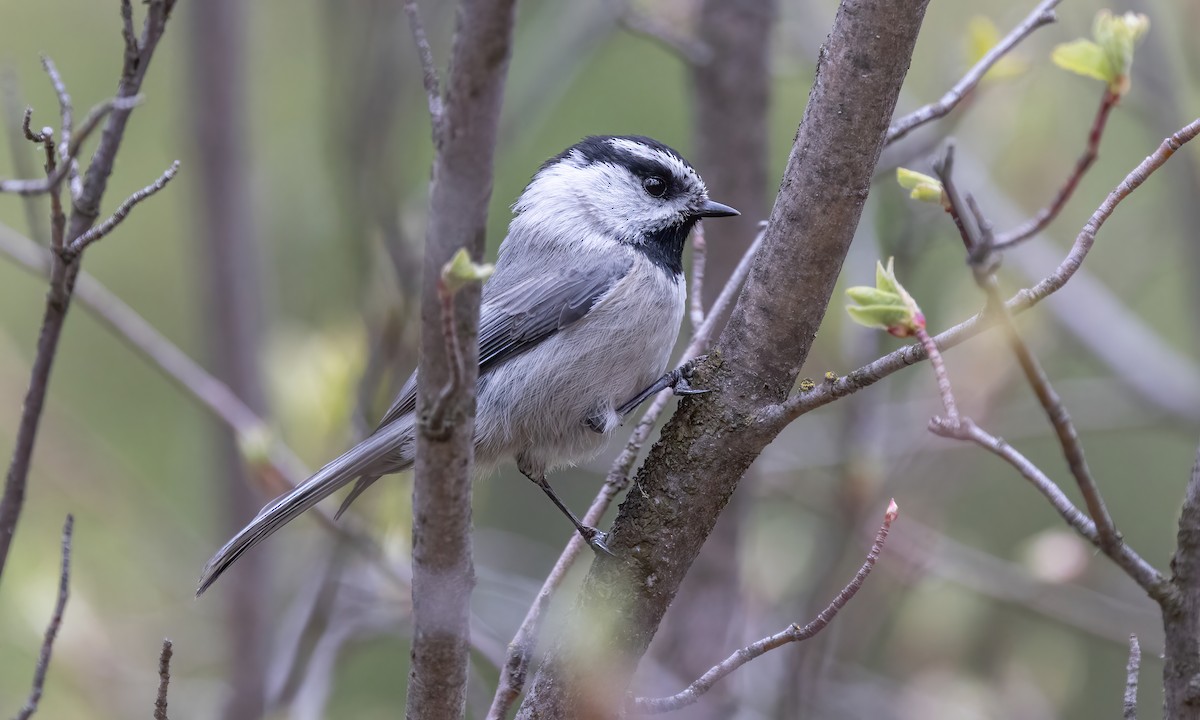 Mountain Chickadee (Rocky Mts.) - ML619329238