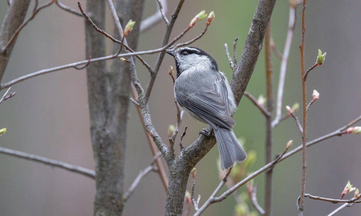 Mountain Chickadee (Rocky Mts.) - Paul Fenwick