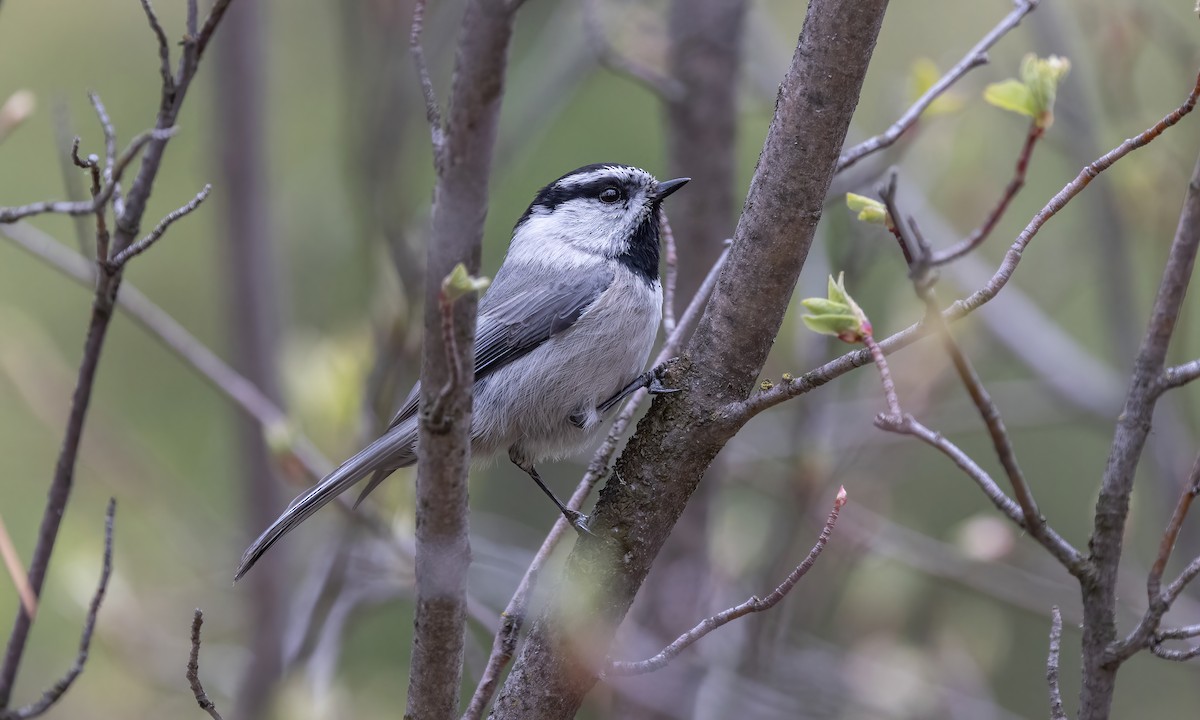 Mountain Chickadee (Rocky Mts.) - Paul Fenwick