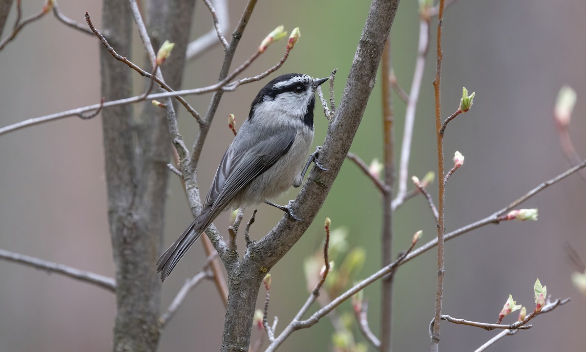 Mountain Chickadee (Rocky Mts.) - ML619329241