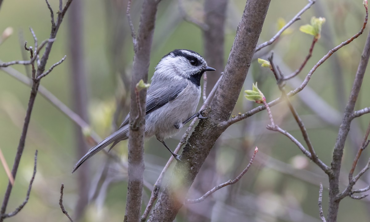 Mountain Chickadee (Rocky Mts.) - ML619329243