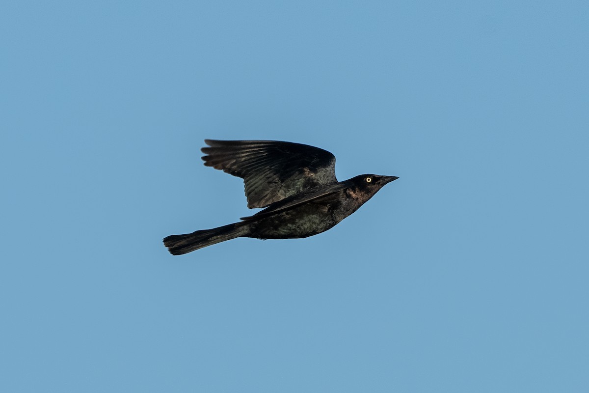 Brewer's Blackbird - T. Jay Adams