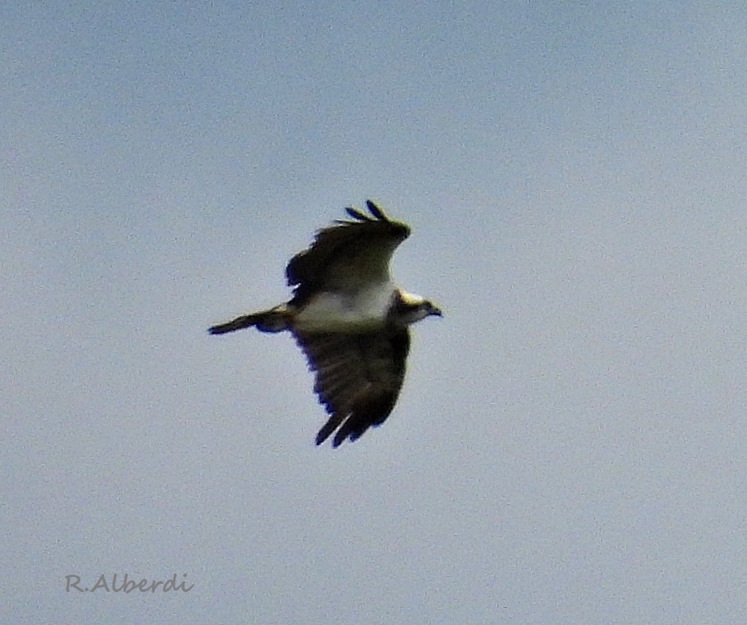 Osprey - Roberto Alberdi