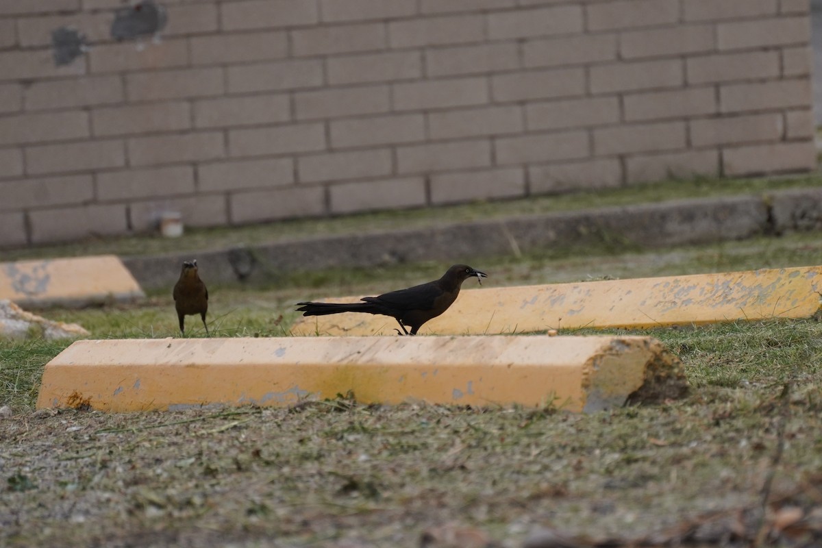 Great-tailed Grackle - Amber Zertuche