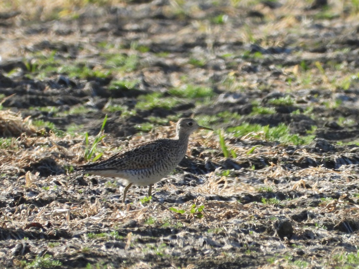 Upland Sandpiper - ML619329258