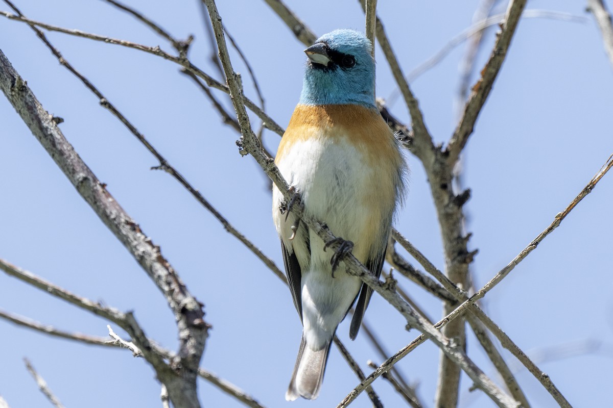 Lazuli Bunting - ML619329271