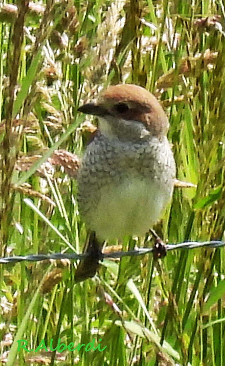 Red-backed Shrike - Roberto Alberdi