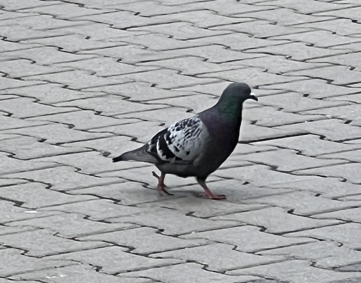 Rock Pigeon (Feral Pigeon) - Jeffrey Blalock