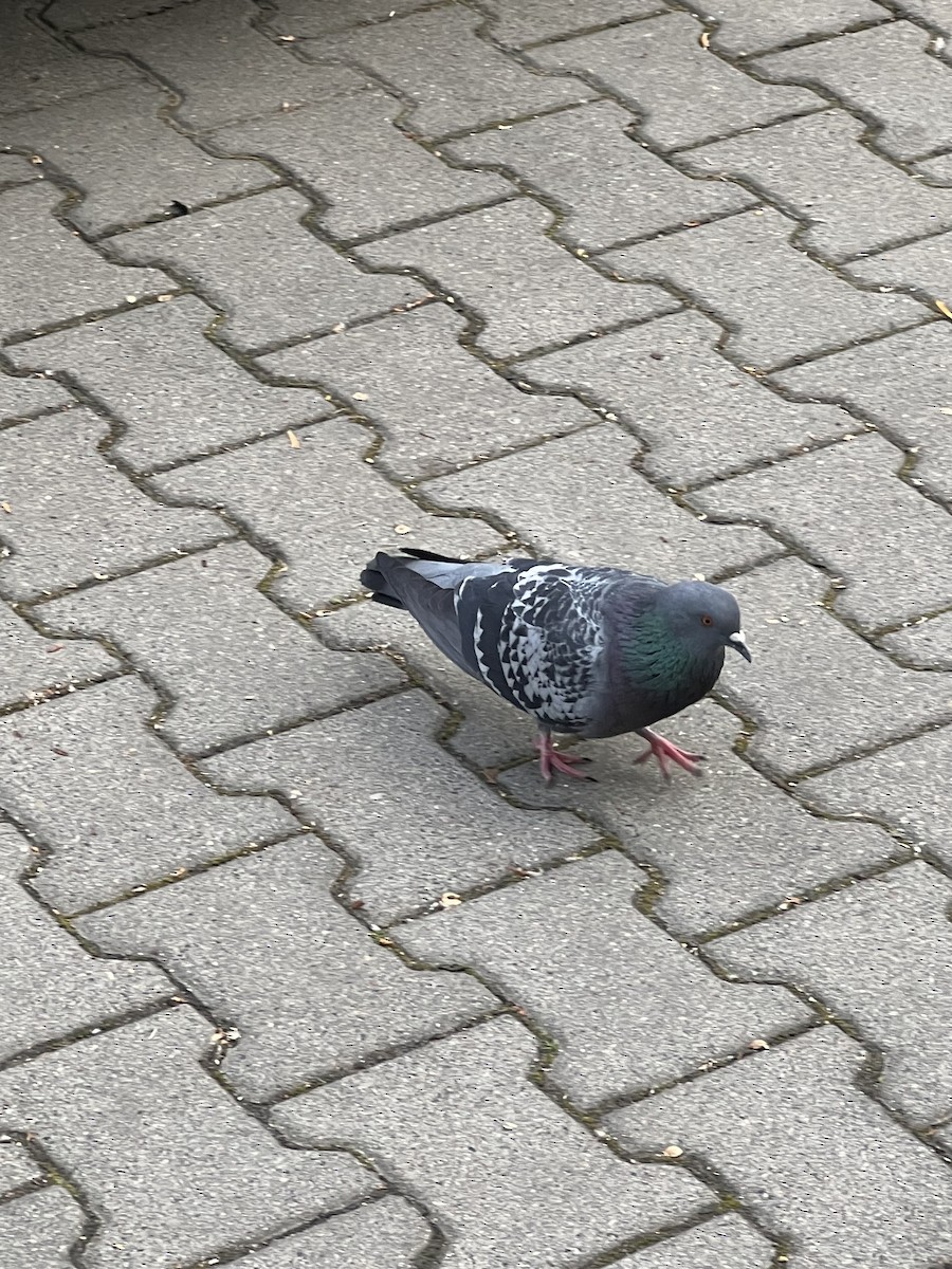 Rock Pigeon (Feral Pigeon) - Jeffrey Blalock