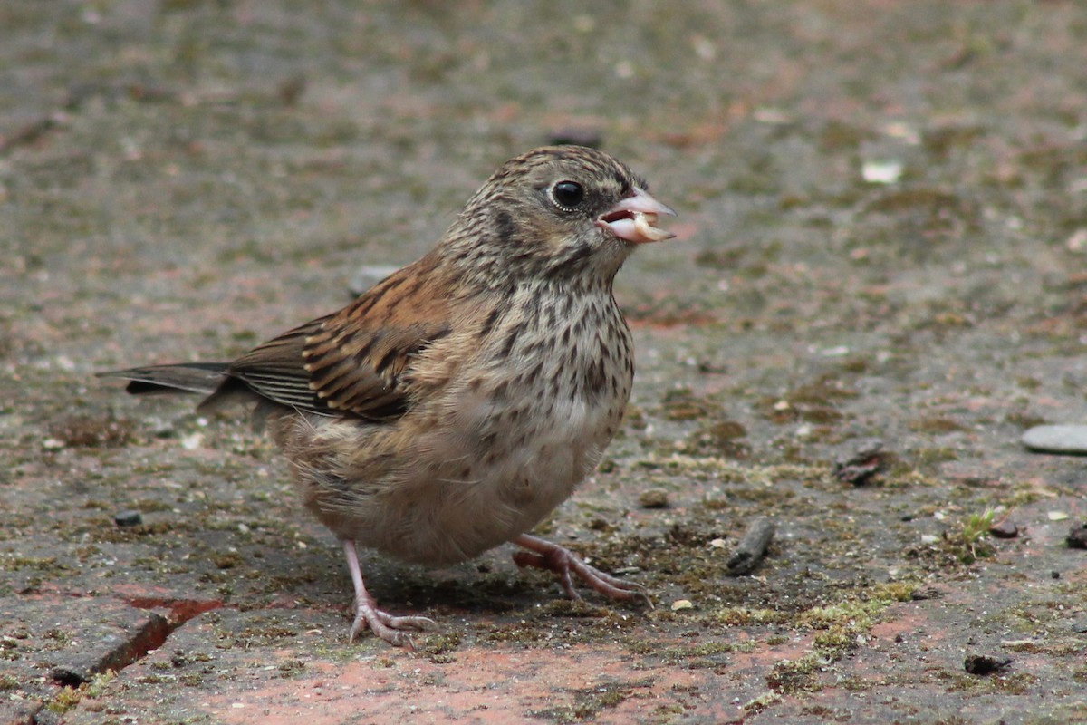 Junco ardoisé (groupe oreganus) - ML619329309