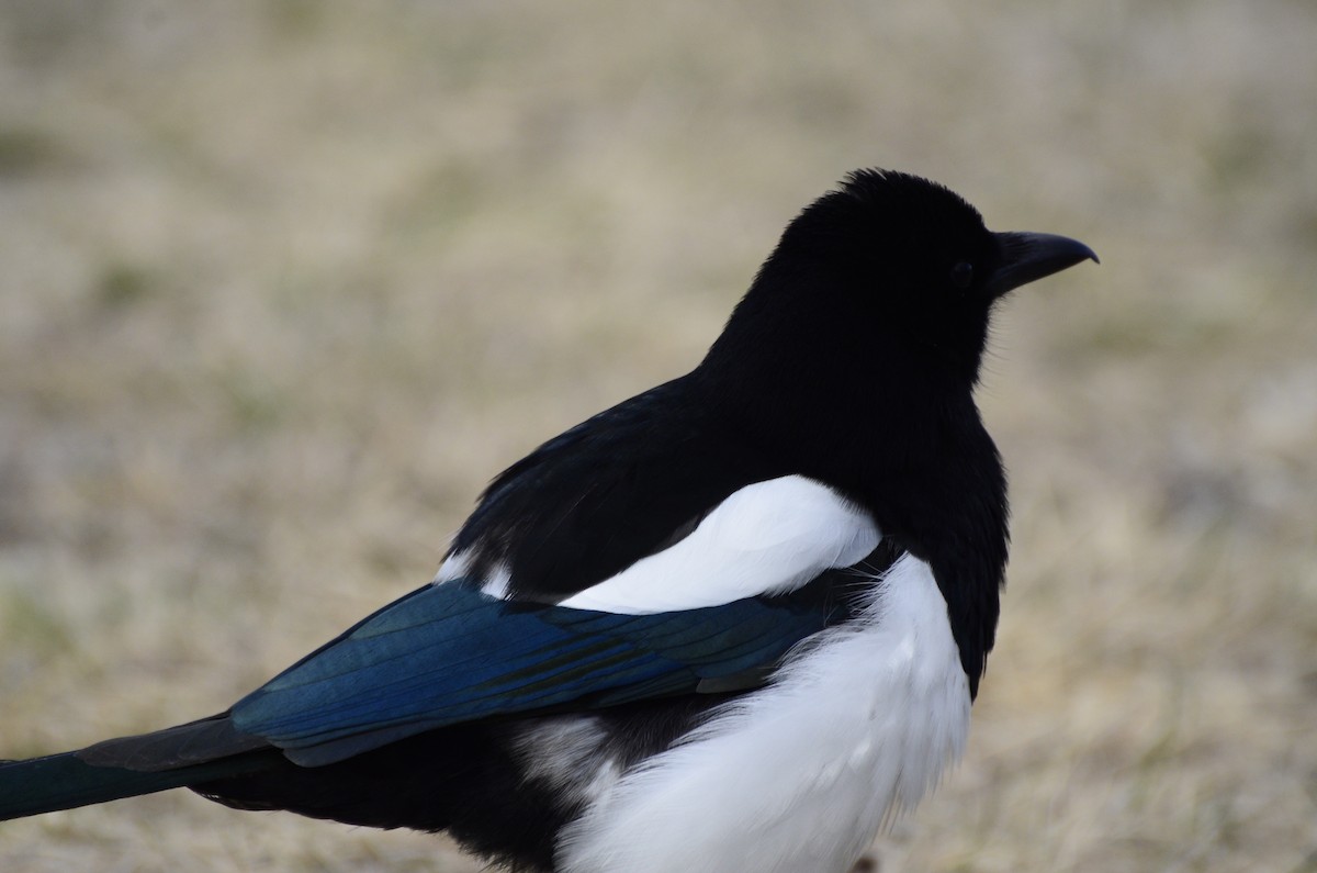 Black-billed Magpie - ML619329313