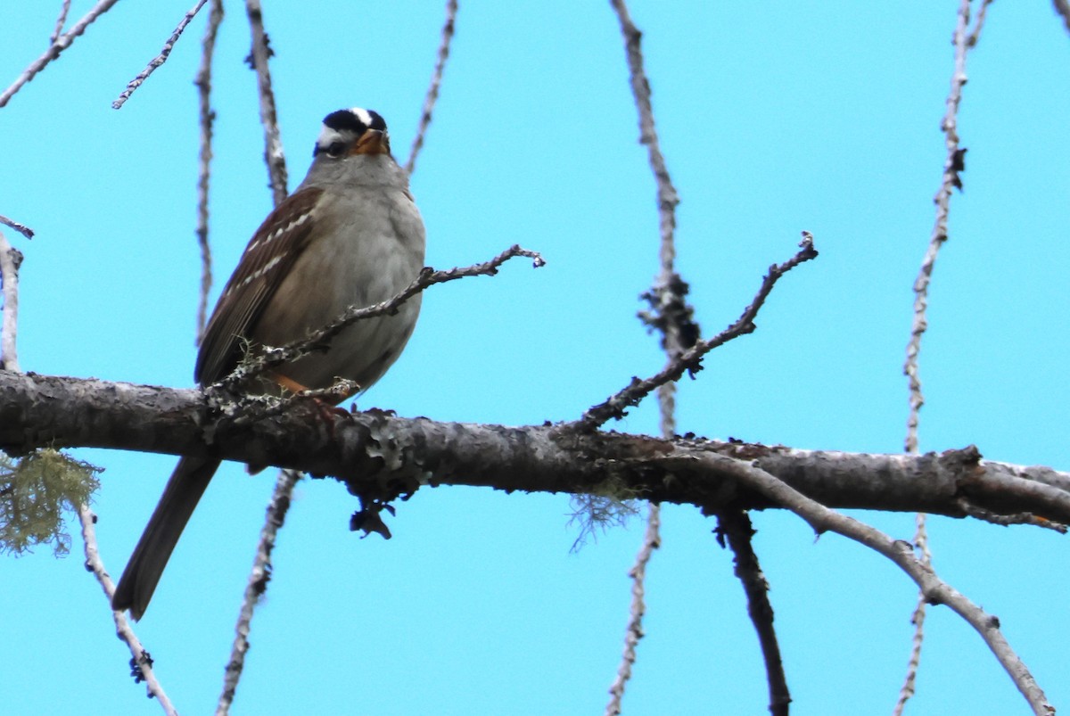 White-crowned Sparrow - Walter Thorne