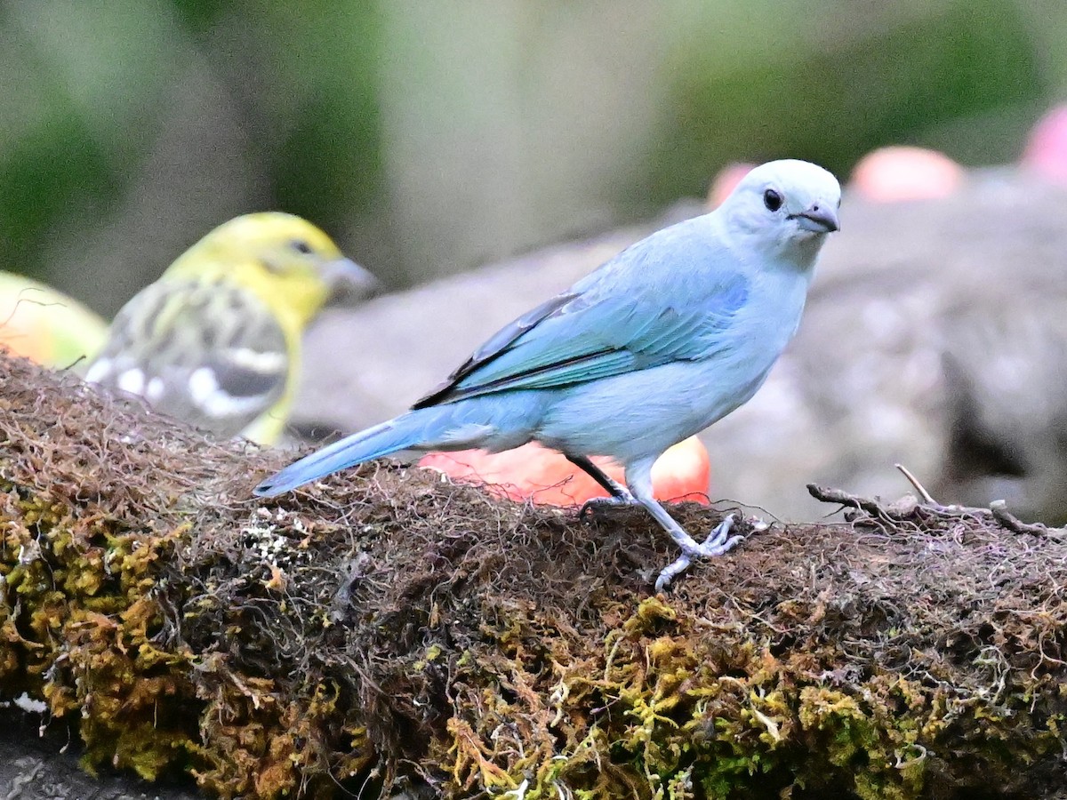 Blue-gray Tanager - Vivian Fung