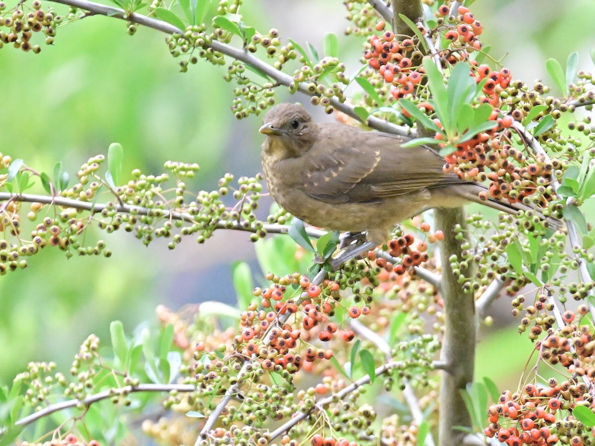 Clay-colored Thrush - Vivian Fung